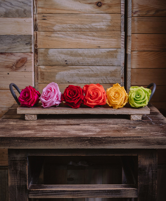Comprar Rosas de Colores Preservadas para Regalar en Alicante